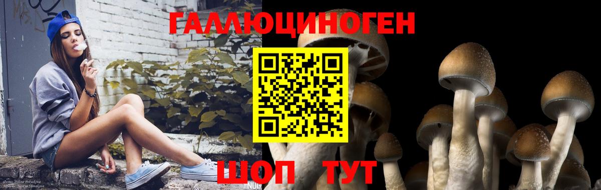 Кудрово  Галлюциногенные грибы Psilocybine cubensis  Галлюциногенные грибы Cubensis  Вход с VPN 